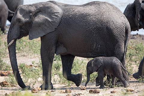 Elephant mother and calf
